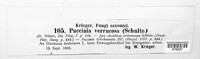 Puccinia arenariae image